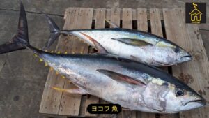 ヨコワ 魚